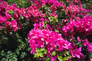 Foto, materiell, befreit, Landschaft, Bild, hat Foto auf Lager,Ein bougainvillaea, bougainvillaea, Bltenblatt, Tropisch, sdliches Land