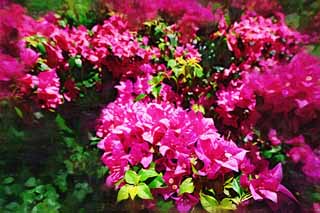 illust, materiell, befreit, Landschaft, Bild, Gemlde, Farbbleistift, Wachsmalstift, Zeichnung,,Ein bougainvillaea, bougainvillaea, Bltenblatt, Tropisch, sdliches Land