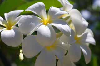 foto,tela,gratis,paisaje,fotografa,idea,Luminosidad de un frangipani, Frangipani, Ramo, Pngase amarillo, Pas del sur