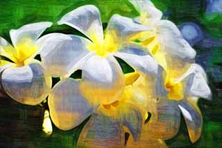 ,,, ,,,   , ,.  

 frangipani.  , frangipani., ., .  ,  .  