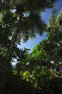 photo,material,free,landscape,picture,stock photo,Creative Commons,The southern country jungle, The jungle, leaf, tree, south island