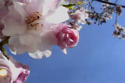 fotografia, materiale, libero il panorama, dipinga, fotografia di scorta,Fiori Ciliegio ed un cielo blu, , , , 