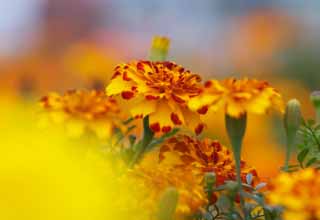 photo,material,free,landscape,picture,stock photo,Creative Commons,An atmosphere of Marigold, Yellow, Red, Marigold, 