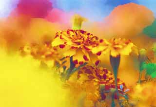 illustration,material,free,landscape,picture,painting,color pencil,crayon,drawing,An atmosphere of Marigold, Yellow, Red, Marigold, 