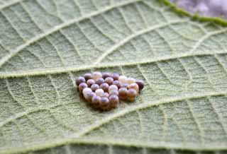 Foto, materieel, vrij, landschap, schilderstuk, bevoorraden foto,Een ei van een nachtvlinder, Een ei, Nieuw-gearceerd silkworm, Nachtvlinder, 