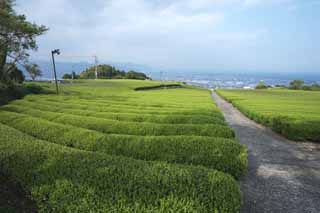 Foto, materiell, befreit, Landschaft, Bild, hat Foto auf Lager,Eine Teeplantage von Nihondaira, Tee, Teeplantage, Furche, Tee-Blatt