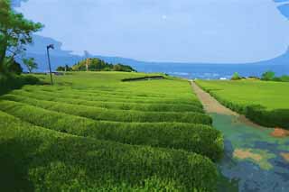 illustration,material,free,landscape,picture,painting,color pencil,crayon,drawing,A tea plantation of Nihondaira, Tea, tea plantation, furrow, tea-leaf