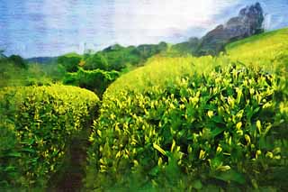 illustration,material,free,landscape,picture,painting,color pencil,crayon,drawing,A tea plantation of Nihondaira, Tea, tea plantation, furrow, tea-leaf