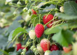 photo,material,free,landscape,picture,stock photo,Creative Commons,Ishigaki strawberry, Fruit, strawberry, , 