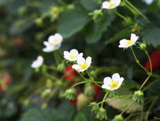 photo, la matire, libre, amnage, dcrivez, photo de la rserve,Une fleur de fraise Ishigaki, Fruit, fraise, , 