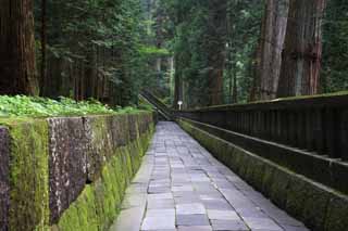 foto,tela,gratis,paisaje,fotografa,idea,Un pavimento de piedra de Tosho - Shrine de gu, Moss, Cedro, Ishigaki, Pavimento de piedra