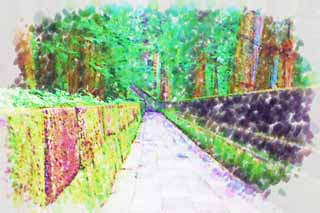 illustration,material,free,landscape,picture,painting,color pencil,crayon,drawing,A stone pavement of Tosho-gu Shrine, Moss, cedar, Ishigaki, stone pavement