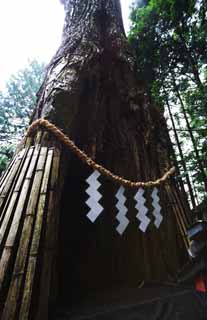 fotografia, materiale, libero il panorama, dipinga, fotografia di scorta,Cedro di Kano di Tosho-gu il Sacrario, cedro, seno, Vanteria, Festone di paglia scintoista