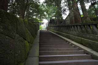 fotografia, materiale, libero il panorama, dipinga, fotografia di scorta,Una scalinata di pietra di Tosho-gu il Sacrario, prenda a sassate scalinata, Gradini, torii, cedro