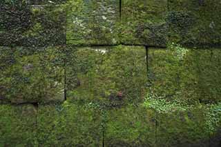 photo,material,free,landscape,picture,stock photo,Creative Commons,Ishigaki of Tosho-gu Shrine, Ishigaki, Moss, , 