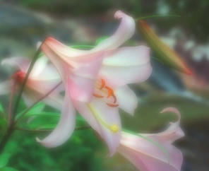 photo,material,free,landscape,picture,stock photo,Creative Commons,Dreaming lilies, lily, pink, , 