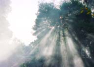 Foto, materiell, befreit, Landschaft, Bild, hat Foto auf Lager,Sonnenlicht, das durch Rauch sickert, Nebel, Schatten, Sonne, Baum