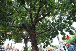 fotografia, materiale, libero il panorama, dipinga, fotografia di scorta,Un albero di un saul, saul, , , Buddismo