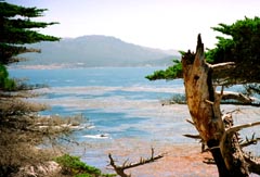 fotografia, materiale, libero il panorama, dipinga, fotografia di scorta,Costa dell'ovest, mare, albero, , 