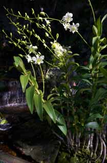 Foto, materiell, befreit, Landschaft, Bild, hat Foto auf Lager,Eine Orchidee eines Ufers, , Eine Orchidee, , Wasserfall