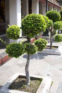 Foto, materieel, vrij, landschap, schilderstuk, bevoorraden foto,Een tuinplant van Wat Suthat, Tempel, Bonsai, Tuinplant, Bangkok