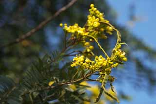 photo, la matire, libre, amnage, dcrivez, photo de la rserve,Une fleur jaune d'Ayutthaya, fleur jaune, fve, fourreau, 