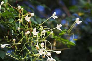 photo,material,free,landscape,picture,stock photo,Creative Commons,A white blossom of Ayutthaya, white blossom, fragrance, tree, 