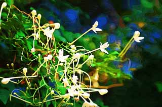 illust, material, livram, paisagem, quadro, pintura, lpis de cor, creiom, puxando,Uma flor branca de Ayutthaya, flor branca, fragrncia, rvore, 