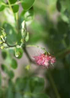 photo, la matire, libre, amnage, dcrivez, photo de la rserve,Une fleur rose d'Ayutthaya, Rose, mettez la fleur, Ayutthaya, 