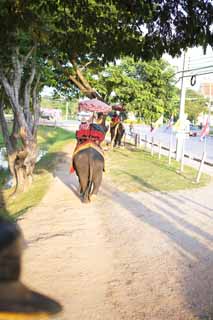 fotografia, materiale, libero il panorama, dipinga, fotografia di scorta,Elefante-passeggero di un comune marittimo, Un elefante, , , parasole