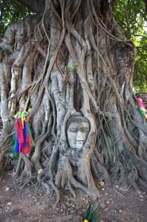 photo,material,free,landscape,picture,stock photo,Creative Commons,A brain of Wat Phra Mahathat of Buddha, World's cultural heritage, Buddhism, brain of Buddha, Ayutthaya remains