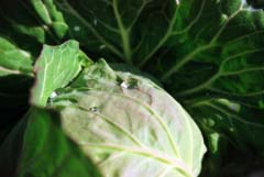 photo,material,free,landscape,picture,stock photo,Creative Commons,Morning dew on a cabbage, dew, leave, , 