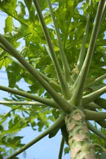 foto,tela,gratis,paisaje,fotografa,idea,Una flor de una papaya, Flor, Papaya, Tropical, Planta tropical