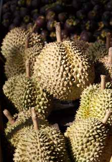 , , , , ,  .,durian, , , durian, 