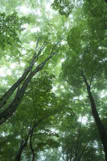 fotografia, materiale, libero il panorama, dipinga, fotografia di scorta,Quiete della foresta dove la nebbia cade, albero, nebbioso, Nebbia, succhiello