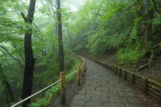 fotografia, materiale, libero il panorama, dipinga, fotografia di scorta,Io passo via in una nebbia foresta cadente, albero, nebbioso, Nebbia, prenda a sassate pavimentazione