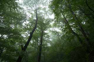 Foto, materieel, vrij, landschap, schilderstuk, bevoorraden foto,Bedaardheid van het woud waar mist valt, Boom, Nevelig, Mist, Fret