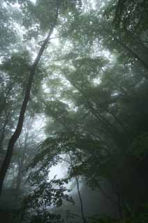 Foto, materiell, befreit, Landschaft, Bild, hat Foto auf Lager,Ruhe des Waldes, wo Nebel fllt, Baum, neblig, Nebel, Handbohrer