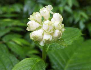 foto,tela,gratis,paisaje,fotografa,idea,Una flor blanca, Blanco, Ptalo, Green, Hoja