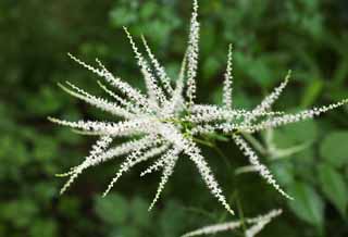 fotografia, materiale, libero il panorama, dipinga, fotografia di scorta,Un fiore bianco, Bianco, petalo, Green, foglia