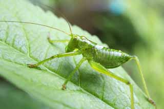 fotografia, materiale, libero il panorama, dipinga, fotografia di scorta,Un amico di una cavalletta, cavalletta, , Green, Un insetto