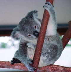 , , , , ,  .,koala bear., koalbear, , , 