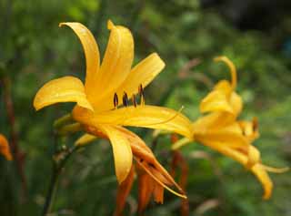 fotografia, material, livra, ajardine, imagine, proveja fotografia,Um lrio de dia, Amarelo, Eu sou semelhante e uma criana est isolada e fixa isto, lrio de dia, 