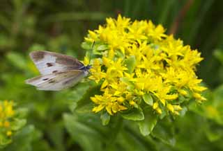 Foto, materiell, befreit, Landschaft, Bild, hat Foto auf Lager,Es ist eine gelbe Blume fr einen Kohlkopfschmetterling, Wei, Kohlkopfschmetterling, Schmetterling, Pieris rapae