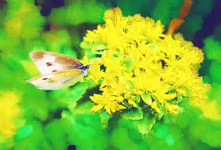 illust, material, livram, paisagem, quadro, pintura, lpis de cor, creiom, puxando, uma flor amarela a uma borboleta de repolho, Branco, borboleta de repolho, borboleta, Rapae de Pieris