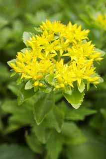 photo,material,free,landscape,picture,stock photo,Creative Commons,A yellow flower, Yellow, petal, floret, 