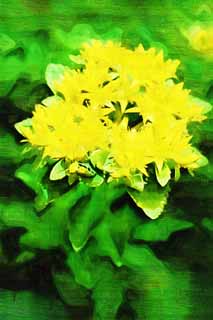 illust, materiale, libero panorama, ritratto dipinto, matita di colore disegna a pastello, disegnando,Un fiore giallo, Giallo, petalo, fiorellino, 