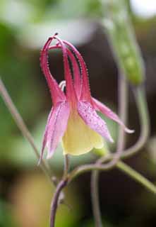 foto,tela,gratis,paisaje,fotografa,idea,De una aguilea es bonito, Rosado, Ptalo, El grumo viene, Aguilea