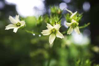 foto,tela,gratis,paisaje,fotografa,idea,Una flor blanca, Blanco, Ptalo, Green, 