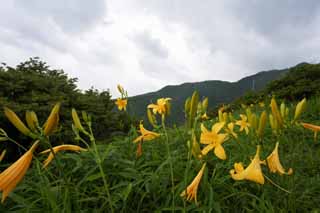 Foto, materieel, vrij, landschap, schilderstuk, bevoorraden foto,De dag lelie welk bloemen in de overvloed, Geel, Ik ben lijkend op, en een kind wordt geisoleerd en adapteert het, Etmaal lelie, Nikko